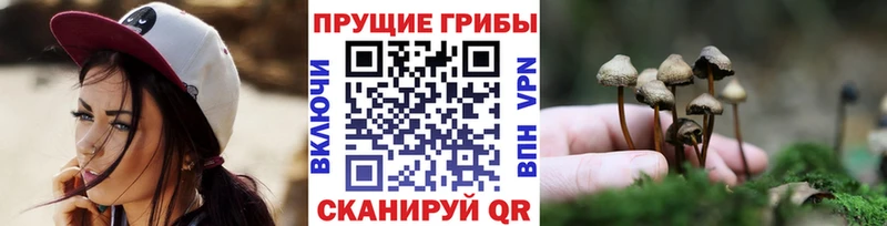 Галлюциногенные грибы Cubensis  Купить закладки  Красный Кут 